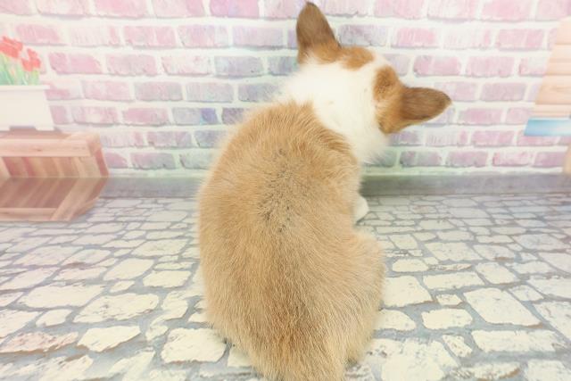 群馬県のウェルシュコーギーペンブローク (Coo&RIKU前橋店/2025年12月24日生まれ/男の子/レッドホワイト)の子犬の4枚目の画像