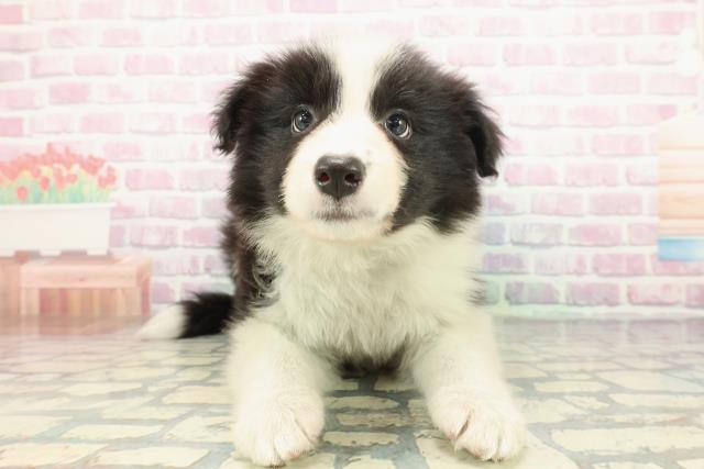 群馬県のボーダーコリー (Coo&RIKU高崎店/2025年12月24日生まれ/男の子/ブラックホワイト)の子犬の1枚目の画像