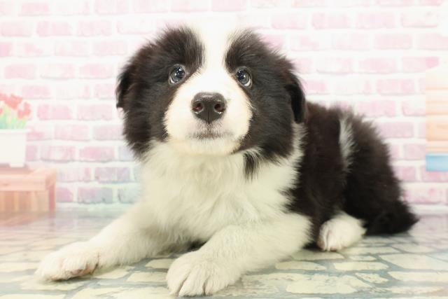 群馬県のボーダーコリー (Coo&RIKU高崎店/2025年12月24日生まれ/男の子/ブラックホワイト)の子犬の2枚目の画像