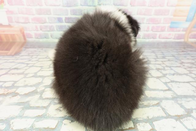 群馬県のボーダーコリー (Coo&RIKU高崎店/2025年12月24日生まれ/男の子/ブラックホワイト)の子犬の4枚目の画像