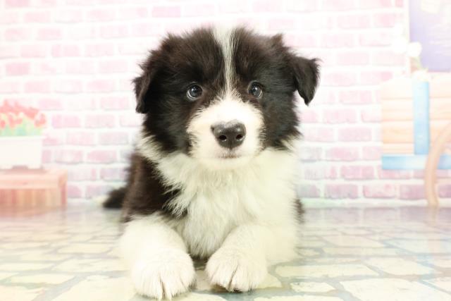 沖縄県のボーダーコリー (Coo&RIKUイオン北谷店/2025年12月24日生まれ/男の子/ブラックホワイト)の子犬の1枚目の画像