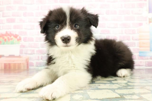 沖縄県のボーダーコリー (Coo&RIKUイオン北谷店/2025年12月24日生まれ/男の子/ブラックホワイト)の子犬の2枚目の画像