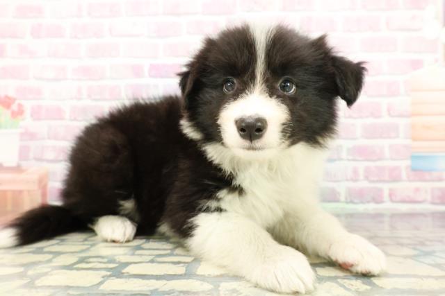 沖縄県のボーダーコリー (Coo&RIKUイオン北谷店/2025年12月24日生まれ/男の子/ブラックホワイト)の子犬の3枚目の画像