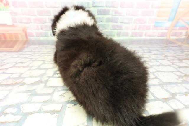 沖縄県のボーダーコリー (Coo&RIKUイオン北谷店/2025年12月24日生まれ/男の子/ブラックホワイト)の子犬の4枚目の画像