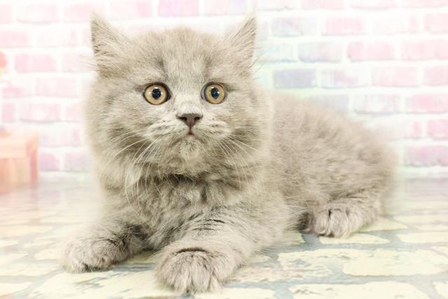 群馬県のブリティッシュロングヘアー (Coo&RIKU前橋店/2025年12月24日生まれ/男の子/ブルー)の子猫の2枚目の画像