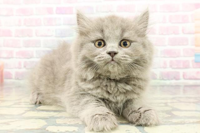群馬県のブリティッシュロングヘアー (Coo&RIKU前橋店/2025年12月24日生まれ/男の子/ブルー)の子猫の3枚目の画像