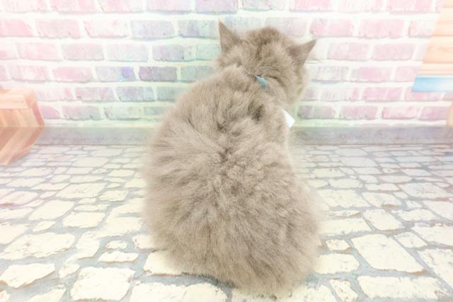 群馬県のブリティッシュロングヘアー (Coo&RIKU前橋店/2025年12月24日生まれ/男の子/ブルー)の子猫の4枚目の画像