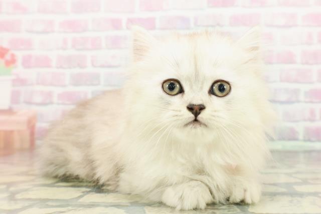 栃木県のミヌエット (Coo&RIKU宇都宮店/2025年12月22日生まれ/女の子/シルバータビー)の子猫の3枚目の画像