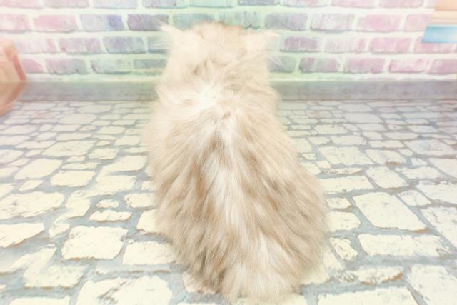 栃木県のミヌエット (Coo&RIKU宇都宮店/2025年12月22日生まれ/女の子/シルバータビー)の子猫の4枚目の画像