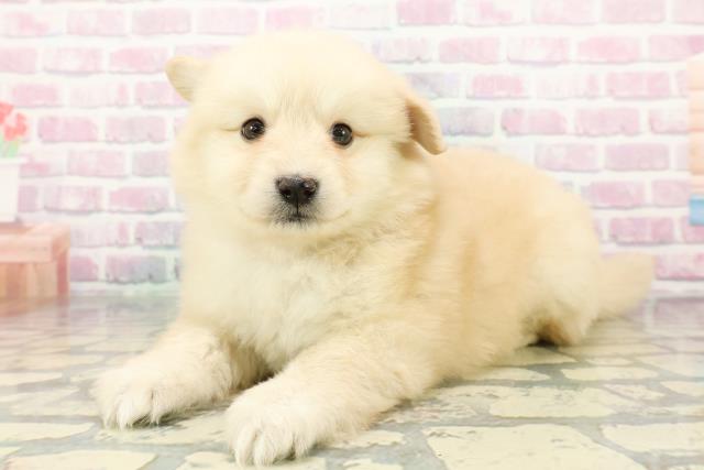 神奈川県のポメ柴/豆ポメ/ポメ豆柴(ポメラニアン×柴犬) (Coo&RIKU横浜旭店/2025年12月20日生まれ/女の子/クリーム)の子犬の2枚目の画像