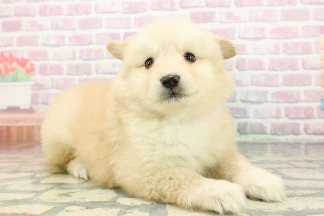 神奈川県のポメ柴/豆ポメ/ポメ豆柴(ポメラニアン×柴犬) (Coo&RIKU横浜旭店/2025年12月20日生まれ/女の子/クリーム)の子犬の3枚目の画像