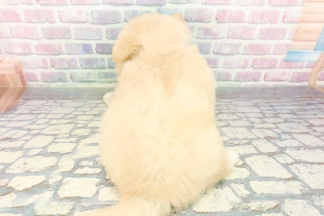 神奈川県のポメ柴/豆ポメ/ポメ豆柴(ポメラニアン×柴犬) (Coo&RIKU横浜旭店/2025年12月20日生まれ/女の子/クリーム)の子犬の4枚目の画像