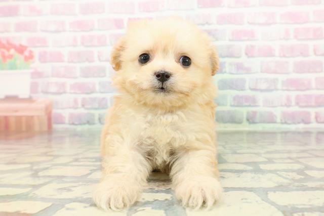 神奈川県のチワプー/プーチー(チワワ×プードル) (Coo&RIKU横浜旭店/2025年12月21日生まれ/女の子/アプリコット)の子犬の1枚目の画像