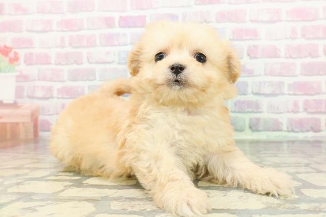 神奈川県のチワプー/プーチー(チワワ×プードル) (Coo&RIKU横浜旭店/2025年12月21日生まれ/女の子/アプリコット)の子犬の3枚目の画像