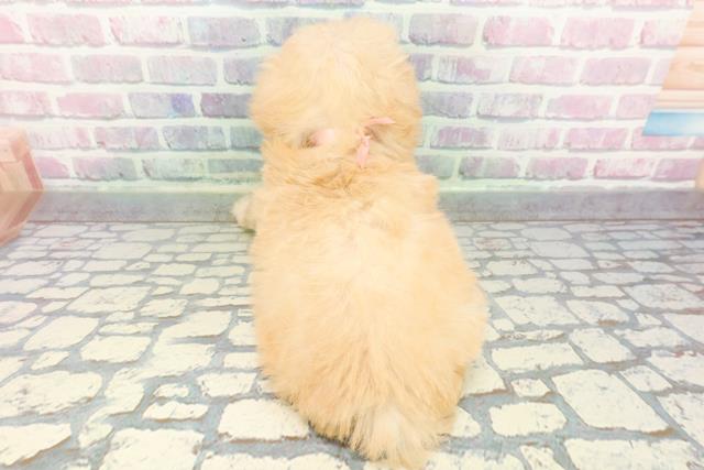 神奈川県のチワプー/プーチー(チワワ×プードル) (Coo&RIKU横浜旭店/2025年12月21日生まれ/女の子/アプリコット)の子犬の4枚目の画像