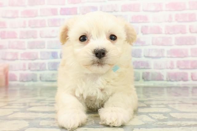 北海道のチワマル/マルチワ(チワワ×マルチーズ) (Coo&RIKU苫小牧店/2025年12月21日生まれ/男の子/クリーム)の子犬の1枚目の画像
