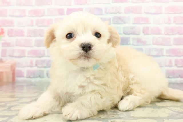 北海道のチワマル/マルチワ(チワワ×マルチーズ) (Coo&RIKU苫小牧店/2025年12月21日生まれ/男の子/クリーム)の子犬の2枚目の画像