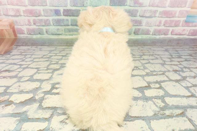 北海道のチワマル/マルチワ(チワワ×マルチーズ) (Coo&RIKU苫小牧店/2025年12月21日生まれ/男の子/クリーム)の子犬の4枚目の画像