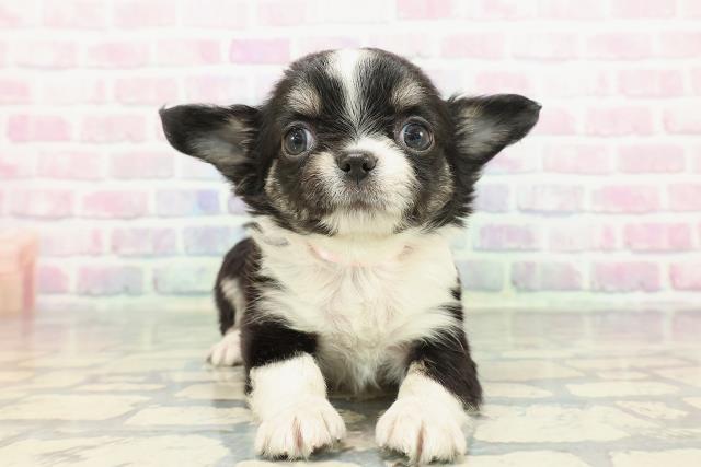 福井県のチワワ(ロング) (Coo&RIKU福井店/2025年12月29日生まれ/女の子/ブラックタンホワイト)の子犬の1枚目の画像