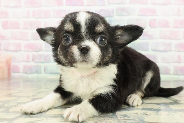 福井県のチワワ(ロング) (Coo&RIKU福井店/2025年12月29日生まれ/女の子/ブラックタンホワイト)の子犬の2枚目の画像