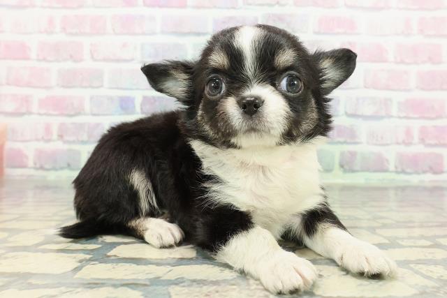 福井県のチワワ(ロング) (Coo&RIKU福井店/2025年12月29日生まれ/女の子/ブラックタンホワイト)の子犬の3枚目の画像