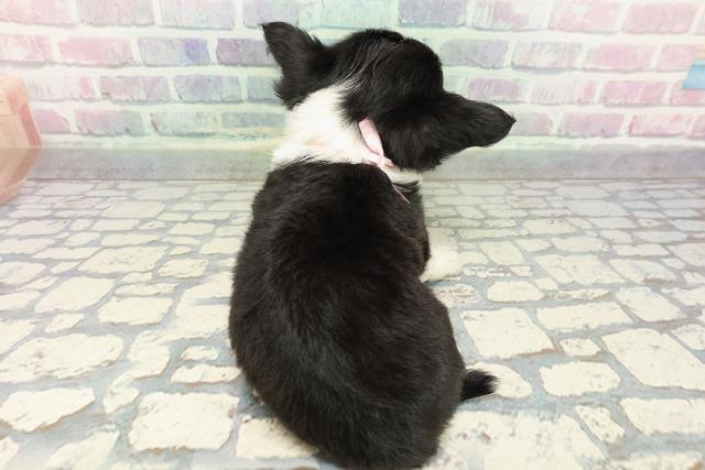 福井県のチワワ(ロング) (Coo&RIKU福井店/2025年12月29日生まれ/女の子/ブラックタンホワイト)の子犬の4枚目の画像