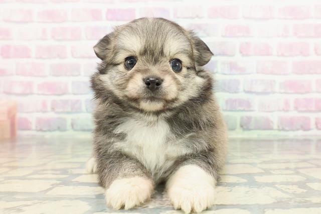 群馬県のポメチワ/チワポメ/ポメチー(ポメラニアン×チワワ) (Coo&RIKU伊勢崎店/2025年12月30日生まれ/男の子/セーブル)の子犬の1枚目の画像