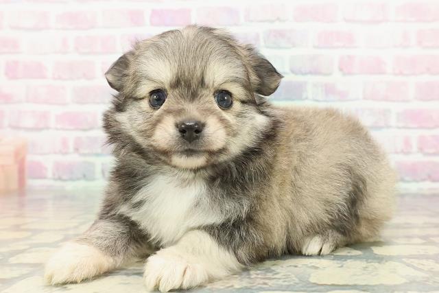 群馬県のポメチワ/チワポメ/ポメチー(ポメラニアン×チワワ) (Coo&RIKU伊勢崎店/2025年12月30日生まれ/男の子/セーブル)の子犬の2枚目の画像