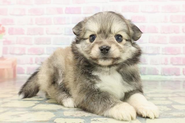 群馬県のポメチワ/チワポメ/ポメチー(ポメラニアン×チワワ) (Coo&RIKU伊勢崎店/2025年12月30日生まれ/男の子/セーブル)の子犬の3枚目の画像