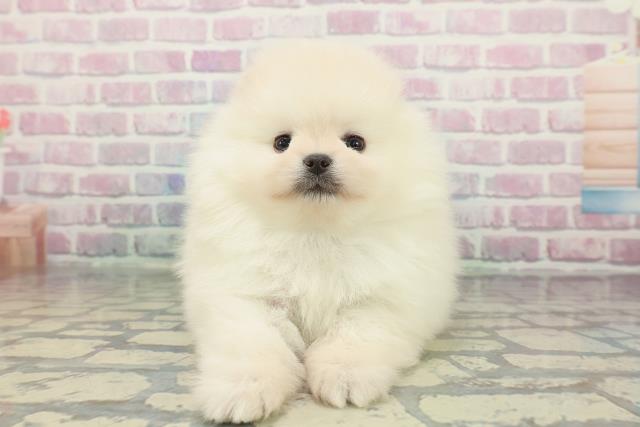 栃木県のポメラニアン (Coo&RIKU宇都宮店/2025年12月29日生まれ/男の子/クリーム)の子犬の1枚目の画像