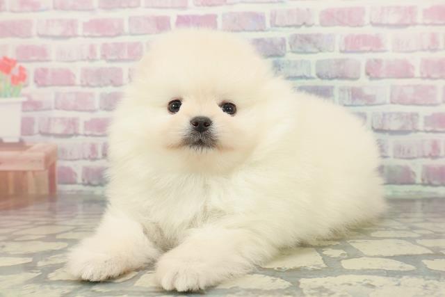 栃木県のポメラニアン (Coo&RIKU宇都宮店/2025年12月29日生まれ/男の子/クリーム)の子犬の2枚目の画像