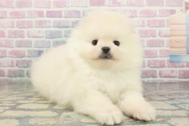 栃木県のポメラニアン (Coo&RIKU宇都宮店/2025年12月29日生まれ/男の子/クリーム)の子犬の3枚目の画像
