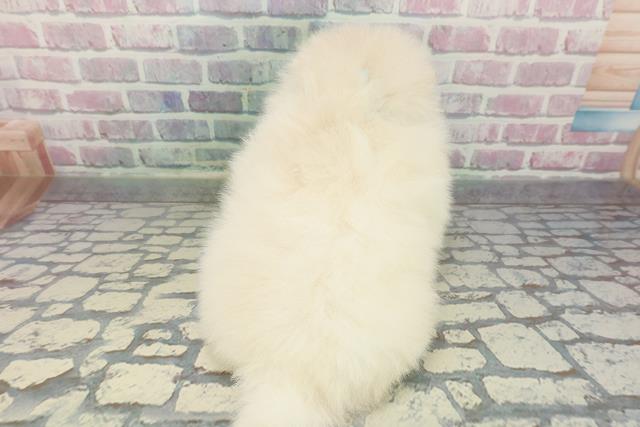 栃木県のポメラニアン (Coo&RIKU宇都宮店/2025年12月29日生まれ/男の子/クリーム)の子犬の4枚目の画像