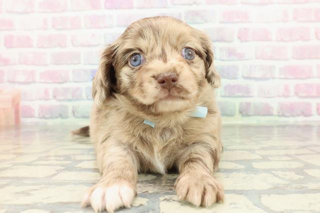 神奈川県のチワックス(チワワ×ダックス) (Coo&RIKU横浜青葉店/2025年12月29日生まれ/男の子/チョコレートダップル)の子犬の1枚目の画像