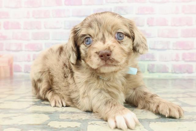 神奈川県のチワックス(チワワ×ダックス) (Coo&RIKU横浜青葉店/2025年12月29日生まれ/男の子/チョコレートダップル)の子犬の3枚目の画像