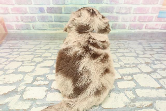 神奈川県のチワックス(チワワ×ダックス) (Coo&RIKU横浜青葉店/2025年12月29日生まれ/男の子/チョコレートダップル)の子犬の4枚目の画像