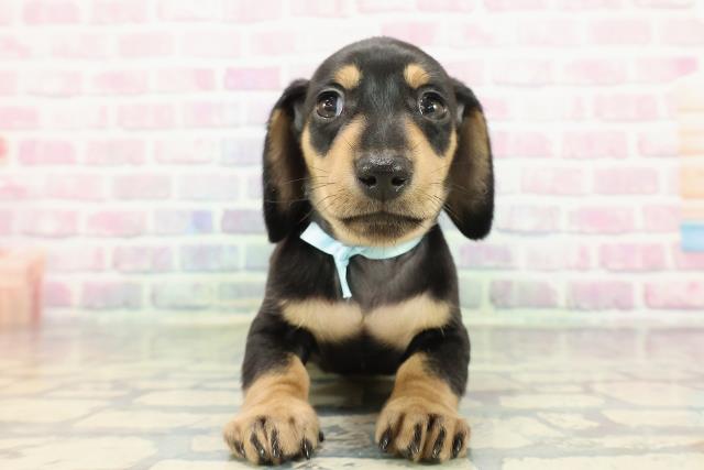 東京都のミニチュアダックスフンド(スムース) (Coo&RIKU足立本店/2025年12月28日生まれ/男の子/ブラックタン)の子犬の1枚目の画像