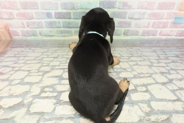 東京都のミニチュアダックスフンド(スムース) (Coo&RIKU足立本店/2025年12月28日生まれ/男の子/ブラックタン)の子犬の4枚目の画像