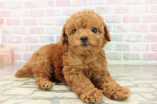 栃木県のトイプードル(トイ) (Coo&RIKU宇都宮店/2025年12月30日生まれ/女の子/レッド)の子犬の3枚目の画像