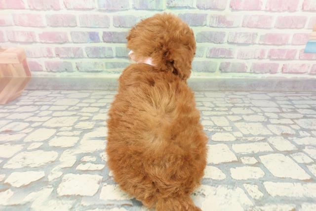 栃木県のトイプードル(トイ) (Coo&RIKU宇都宮店/2025年12月30日生まれ/女の子/レッド)の子犬の4枚目の画像