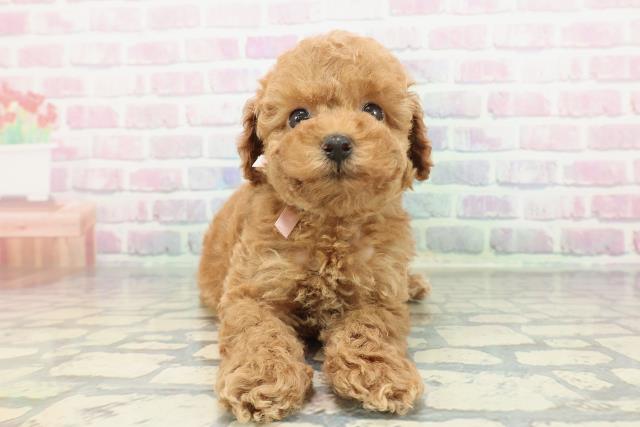 群馬県のトイプードル(トイ) (Coo&RIKU前橋店/2025年12月30日生まれ/女の子/レッド)の子犬の1枚目の画像