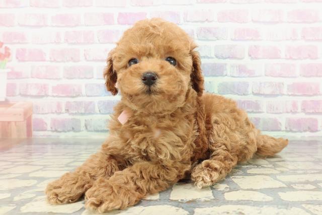群馬県のトイプードル(トイ) (Coo&RIKU前橋店/2025年12月30日生まれ/女の子/レッド)の子犬の2枚目の画像