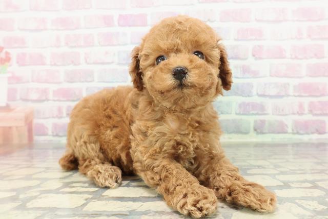 群馬県のトイプードル(トイ) (Coo&RIKU前橋店/2025年12月30日生まれ/女の子/レッド)の子犬の3枚目の画像