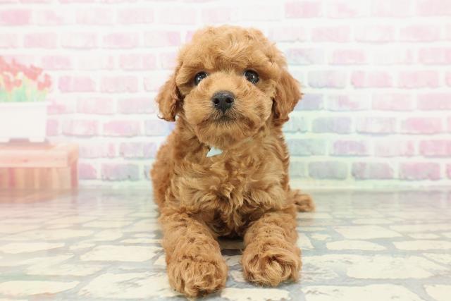 群馬県のトイプードル(トイ) (Coo&RIKU伊勢崎店/2025年12月30日生まれ/男の子/レッド)の子犬の1枚目の画像