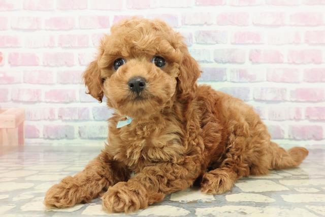 群馬県のトイプードル(トイ) (Coo&RIKU伊勢崎店/2025年12月30日生まれ/男の子/レッド)の子犬の2枚目の画像