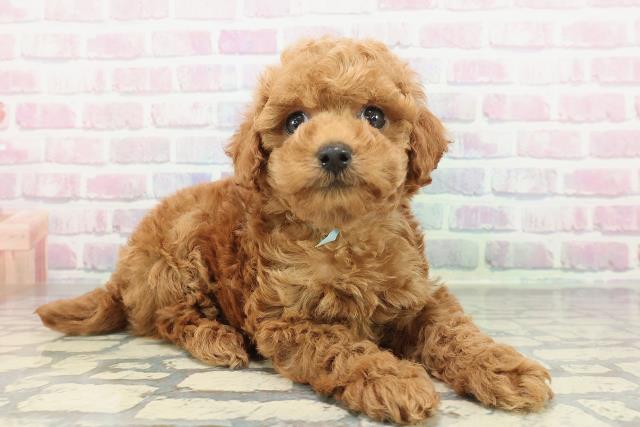 群馬県のトイプードル(トイ) (Coo&RIKU伊勢崎店/2025年12月30日生まれ/男の子/レッド)の子犬の3枚目の画像