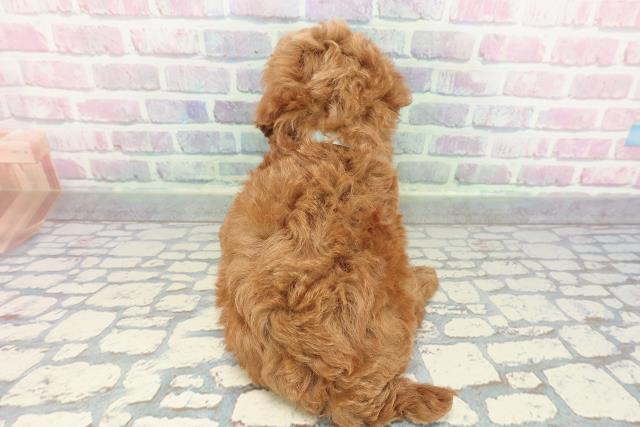 群馬県のトイプードル(トイ) (Coo&RIKU伊勢崎店/2025年12月30日生まれ/男の子/レッド)の子犬の4枚目の画像