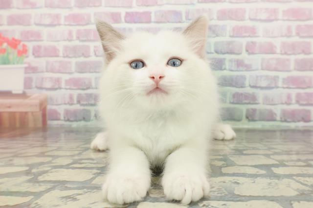 山口県のラグドール (Coo&RIKUサンパークあじす店/2025年12月25日生まれ/男の子/ブルーポイントバイカラー)の子猫の1枚目の画像