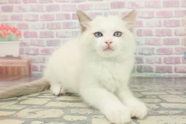 山口県のラグドール (Coo&RIKUサンパークあじす店/2025年12月25日生まれ/男の子/ブルーポイントバイカラー)の子猫の3枚目の画像