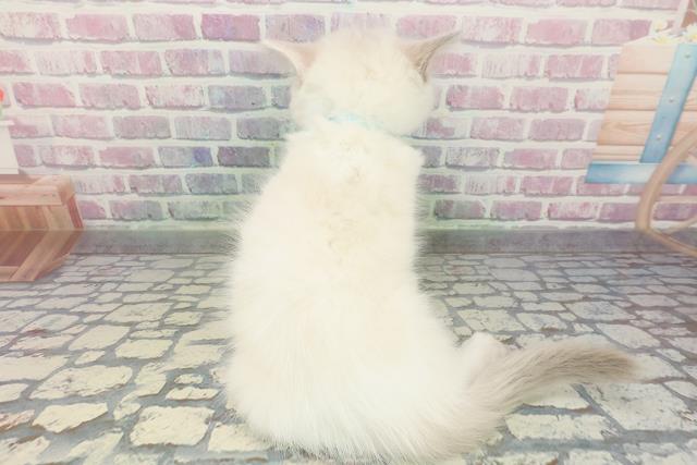 山口県のラグドール (Coo&RIKUサンパークあじす店/2025年12月25日生まれ/男の子/ブルーポイントバイカラー)の子猫の4枚目の画像